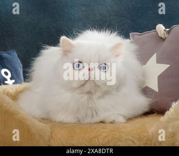 Chat persan. Adulte blanc couché sur un lit d'animal Banque D'Images