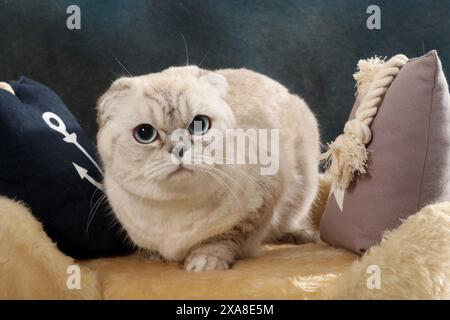 Scottish Fold. Un chat adulte (noir argenté ombragé) allongé sur un lit d'animal avec deux coussins Banque D'Images