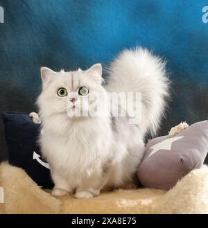 Highland Straight. Un chat adulte (noir argenté ombragé debout sur un lit d'animal de compagnie Banque D'Images