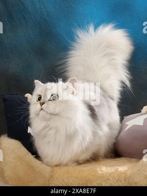 Highland Straight. Un chat adulte (noir argenté ombragé debout sur un lit d'animal de compagnie Banque D'Images