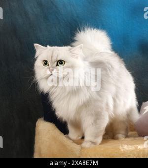 Highland Straight. Un chat adulte (noir argenté ombragé debout sur un lit d'animal de compagnie Banque D'Images