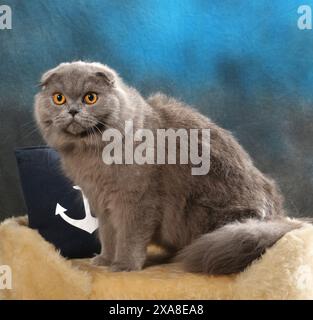 Highland Fold. Un chat bleu adulte assis sur un lit d'animal de compagnie à côté d'un oreiller avec motif d'ancre Banque D'Images