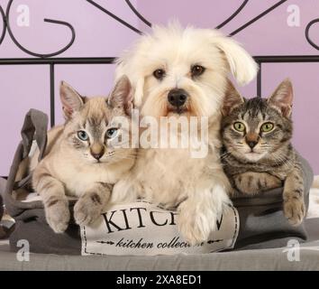 Chien maltais avec deux jeunes chats (point tabby de phoque et tabby noir) couchés dans un sac Banque D'Images