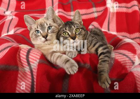 Chat domestique. Deux jeunes chats (point tabby de phoque et tabby noir, âgés de 3 mois) couchés sur une couverture à carreaux rouge Banque D'Images