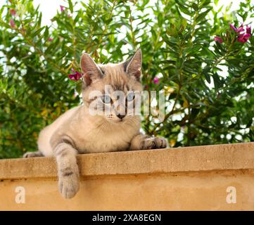 Catégorie nationale Chaton au gingembre (3 mois, point tabby du phoque) couché sur un mur Banque D'Images