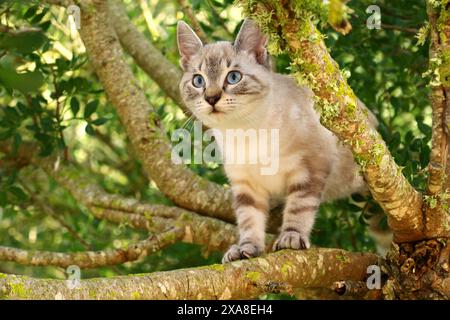 Catégorie nationale Chaton (3 mois, point tabby du phoque) grimpant dans un arbre Banque D'Images