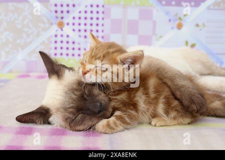 Un chat thaïlandais adulte (Seal point) et un chaton rouge tabby dormant sur une couverture à carreaux Banque D'Images