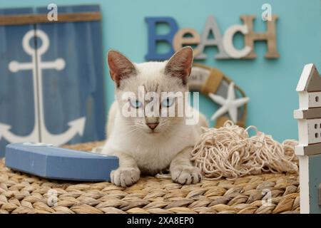 Chat domestique., mélange siamois (point tabby). Chat adulte sur un panier en décoration maritime Banque D'Images