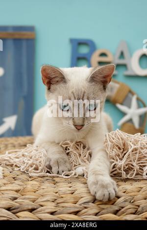 Chat domestique., mélange siamois (point tabby). Chat adulte sur un panier en décoration maritime Banque D'Images