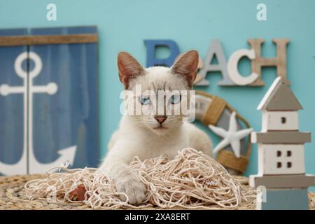 Chat domestique., mélange siamois (point tabby). Chat adulte sur un panier en décoration maritime Banque D'Images
