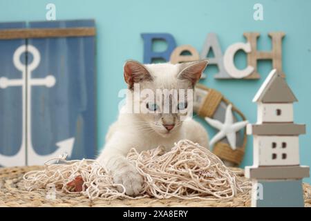 Chat domestique., mélange siamois (point tabby). Chat adulte sur un panier en décoration maritime Banque D'Images