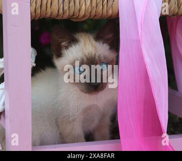 Chat siamois/Catalogne thaïlandais Chaton (7 semaines, point phoque) sous une petite chaise dans un jardin Banque D'Images