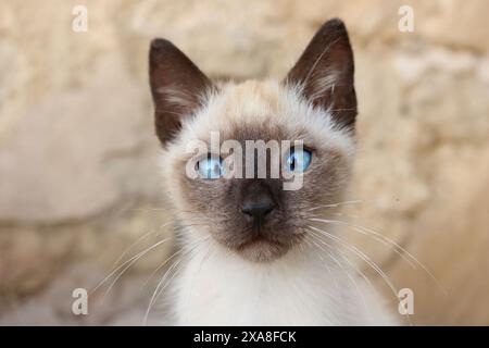 Siamese Cat. Portrait de chaton croisé Banque D'Images