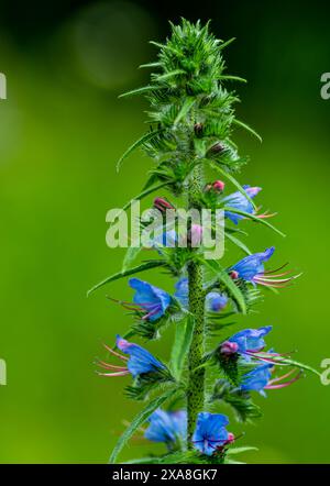 Fleur d'Echium bleu - (Echium vulgare ou Blueweed ) Banque D'Images