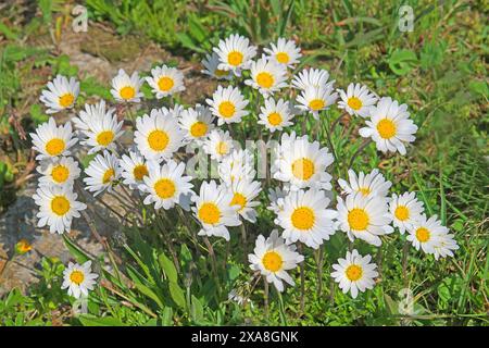 Alpine Moon Daisy (Leucanthemopsis alpina), plante à fleurs. Alpes, Autriche Banque D'Images