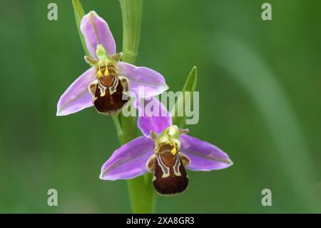 L'orchidée abeille (Ophrys apifera). Deux fleurs. Allemagne Banque D'Images