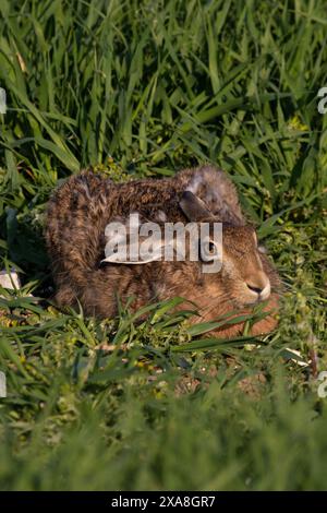 Lièvre brun (Lepus europaeus) Norfolk mai 2024 Banque D'Images