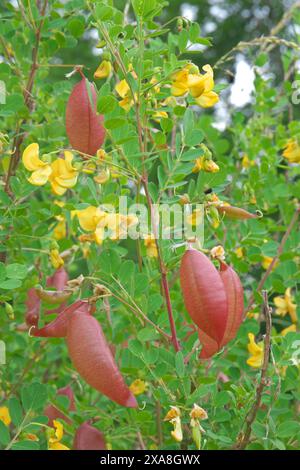 La vessie-séné (Colutea arborescens) porte des fleurs et des fruits en même temps et ne se trouve en Europe centrale que dans les régions chaudes Banque D'Images