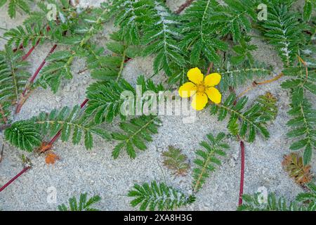 Herbe d'oie, Silverweed, tanaisie sauvage (Potentilla anserina), plante à fleurs. Danemark Banque D'Images