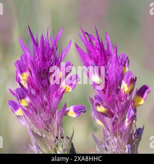 Blé de vache (Melampyrum arvense), inflorescences Allemagne.. Banque D'Images
