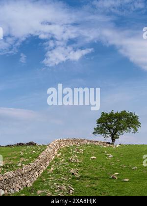 Arbre solitaire et mur de pierre courbé près de Dolgellau à Snowdonia Banque D'Images