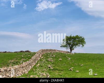 Arbre solitaire et mur de pierre courbé près de Dolgellau à Snowdonia Banque D'Images