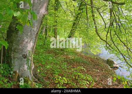 Hêtre européen (Fagus sylvatica). Vieux hêtres sur le Schussen près de Weissenau, quartier de Ravensburg. Haute Souabe, Allemagne Banque D'Images