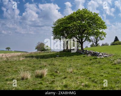 Arbre solitaire et mur de pierre courbé près de Dolgellau à Snowdonia Banque D'Images