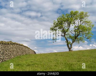 Arbre solitaire et mur de pierre courbé près de Dolgellau à Snowdonia Banque D'Images