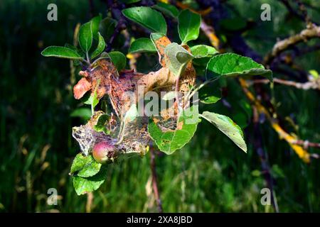 La teigne du Codling (Cydia pomonella). Chenille toiles sur une branche de pomme. Allemagne Banque D'Images