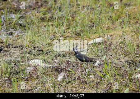 (Vanellus vanellus) se trouve sur le sol près d'un lac. Banque D'Images