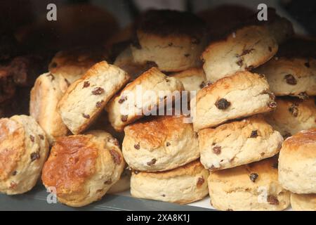 Scones in window produits Ives Bakery, Cornwall, England, UK, 2024 Banque D'Images