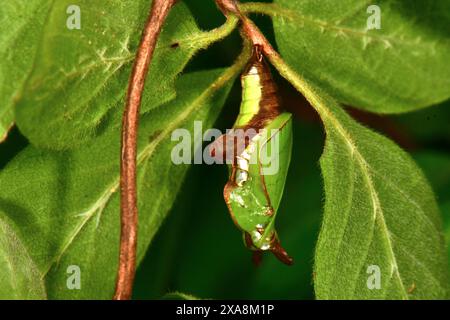 Amiral blanc (Limenitis camilla, Ladoga camilla). Pupa bien camouflé sur Fly Honeysuckle (Lonicera xylosteum) brindille. Allemagne Banque D'Images