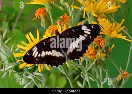 Amiral blanc (Limenitis camilla, Ladoga camilla). Le papillon fraîchement éclos suce le nectar d'une fleur. Allemagne Banque D'Images