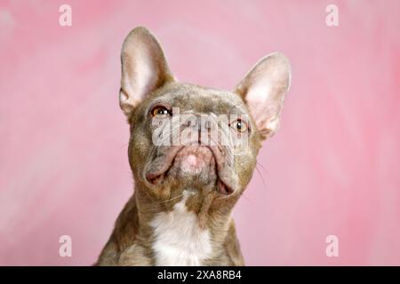 Portrait de tigre lilas brindle chien bouledogue français devant un fond de studio rose Banque D'Images