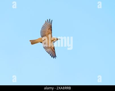 redwing (Turdus iliacus), en vol, pays-Bas Banque D'Images