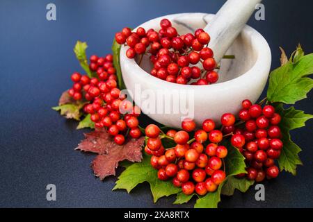 Viburnum rose guelder (Viburnum opulus), baies mûres et toxiques dans un mortier Banque D'Images
