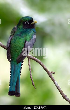 Trogon à gorge noire, trogon à gorge noire amazonienne, trogon à ventre jaune (Trogon rufus), mâle perché sur une branche dans une forêt tropicale, Panama Banque D'Images