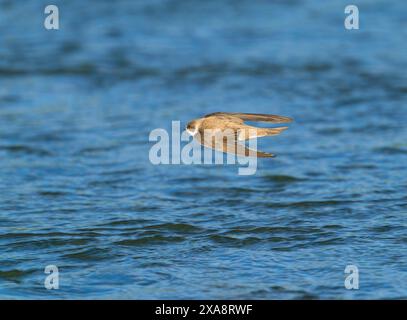 Sable martin (Riparia riparia), en vol au-dessus de l'eau, pays-Bas, Limbourg, Grensmaas Roosteren Banque D'Images