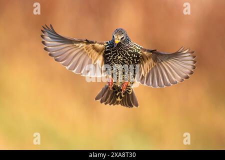 Étourneaux (Sturnus vulgaris), en vol, vue de face, Italie, Toscane, Piana fiorentina ; Stagno di Pere, Firenze Banque D'Images