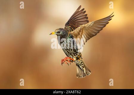 Étourneaux (Sturnus vulgaris), en vol, vue de côté, Italie, Toscane, Piana fiorentina ; Stagno di Pere, Firenze Banque D'Images