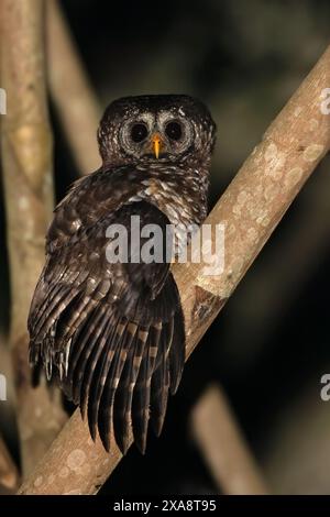 Chouette des bois d'Afrique (Strix woodfordii), perchée sur une branche, Guinée équatoriale Banque D'Images