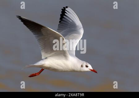 Goéland à tête noire (Larus ridibundus, Chroicocephalus ridibundus), volant en plumage hivernal, vue de côté, Italie, Toscane Banque D'Images