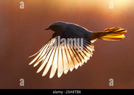 Rouge noir (Phoenicurus ochruros), mâle en vol, vue de côté, Italie, Toscane, Piana fiorentina ; Stagno di Pere, Firenze Banque D'Images