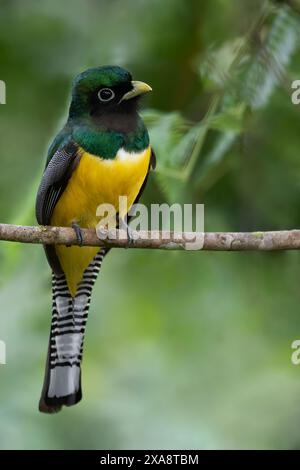 Trogon à gorge noire, trogon à gorge noire amazonienne, trogon à ventre jaune (Trogon rufus), mâle perché sur une branche dans une forêt tropicale, Panama Banque D'Images