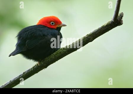 Manakin à tête rouge (Ceratopipra mentalis, Pipra mentalis), mâle perché sur une branche dans une forêt tropicale, Panama Banque D'Images