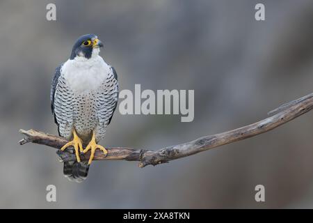 Faucon pèlerin américain, faucon canard, faucon pèlerin canard (Falco peregrinus anatum, Falco anatum), adulte à point Fermin, États-Unis, Californie Banque D'Images