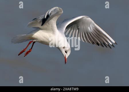 Goéland à tête noire (Larus ridibundus, Chroicocephalus ridibundus), volant en plumage hivernal, vue de côté, Italie, Toscane Banque D'Images