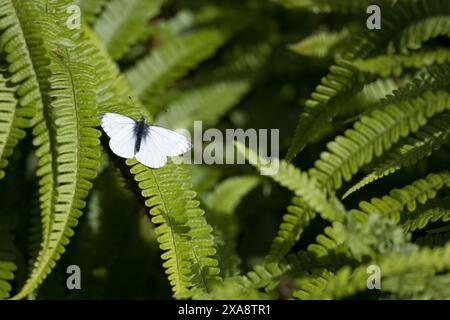 Petit Blanc, Pieris rapae, reposant sur une fougère sous le soleil printanier en Écosse Banque D'Images
