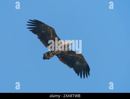 Aigle de mer à queue blanche (Haliaeetus albicilla), immature en vol d'en bas, pays-Bas, Maasvallei Grevenbich Banque D'Images